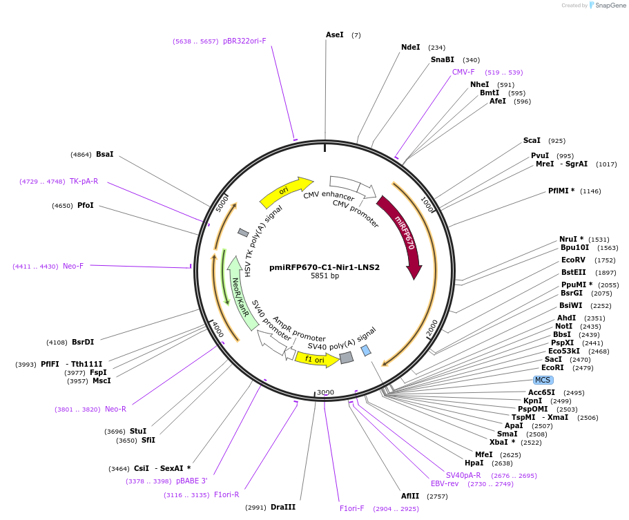 220085-plasmid-map-sequence-id-434090