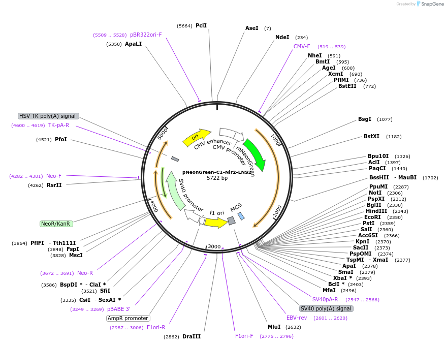 220086-plasmid-map-sequence-id-434091