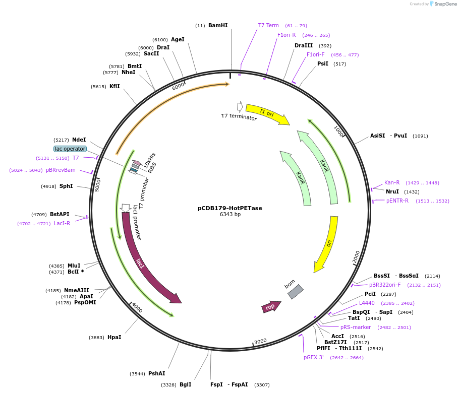 218701-plasmid-map-sequence-id-434097