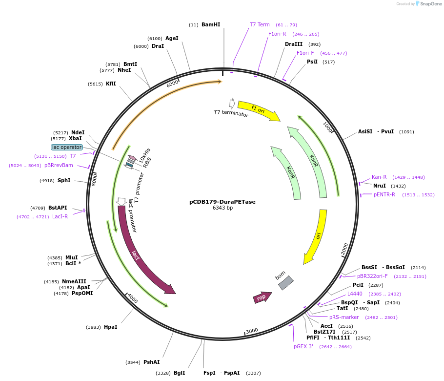 218699-plasmid-map-sequence-id-434102