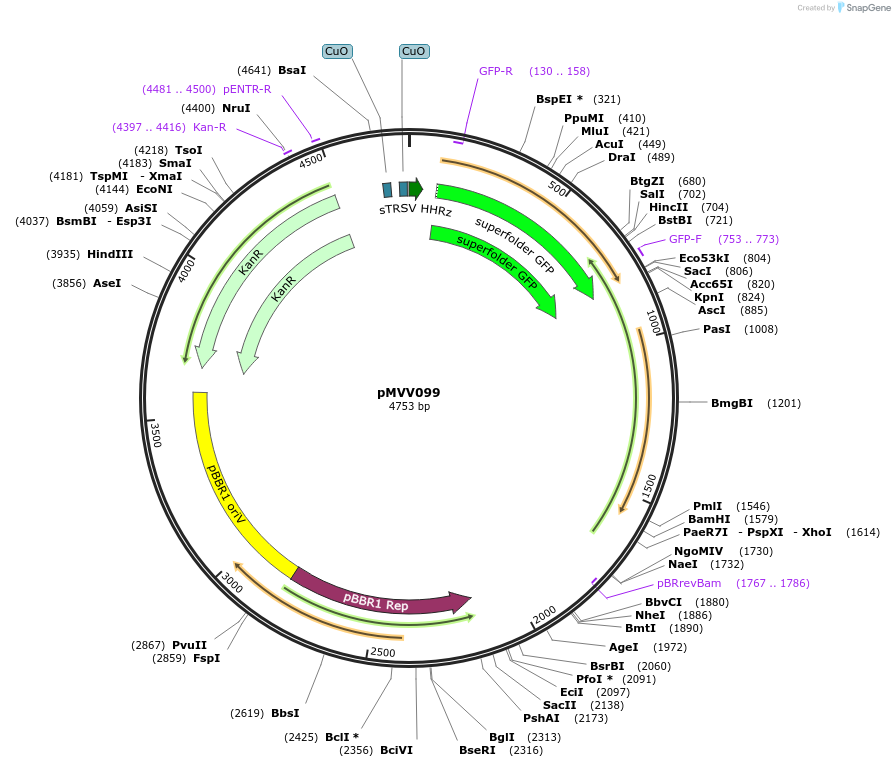 215305-plasmid-map-sequence-id-434104