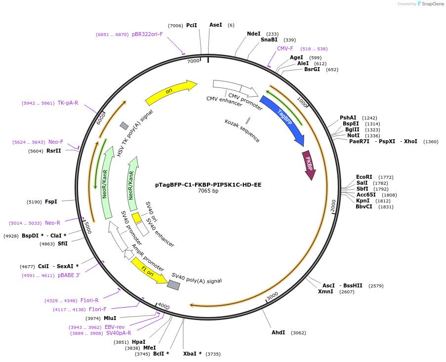 220090-plasmid-map-sequence-id-434108