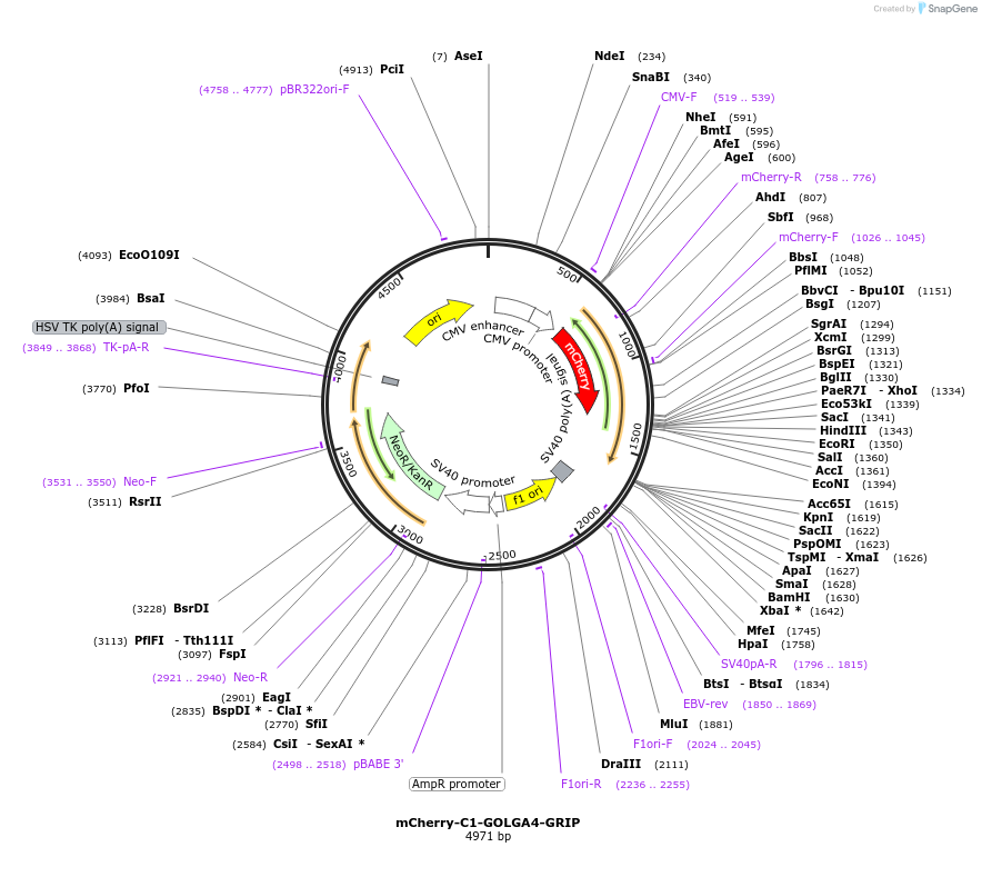 220068-plasmid-map-sequence-id-434112