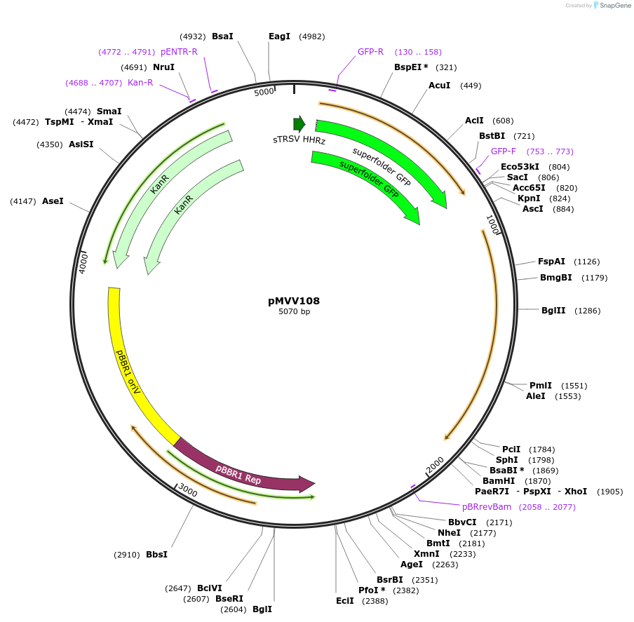 215338-plasmid-map-sequence-id-434114