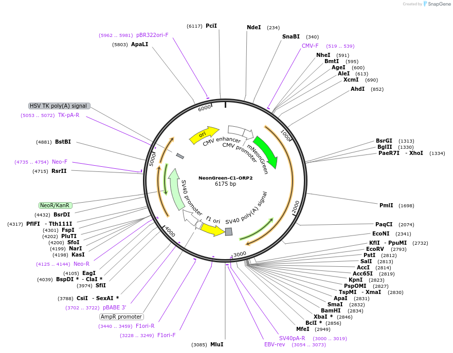 220069-plasmid-map-sequence-id-434115