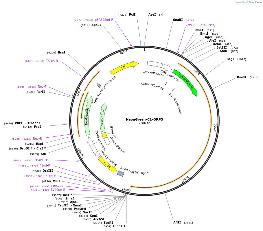 220070-plasmid-map-sequence-id-434116