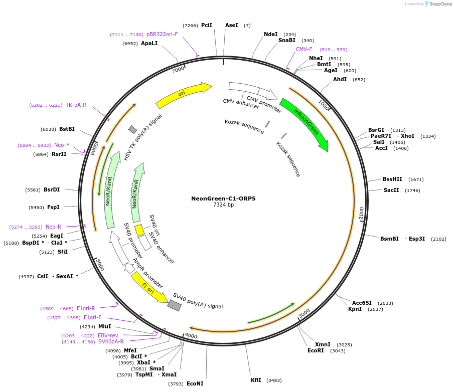 220071-plasmid-map-sequence-id-434117