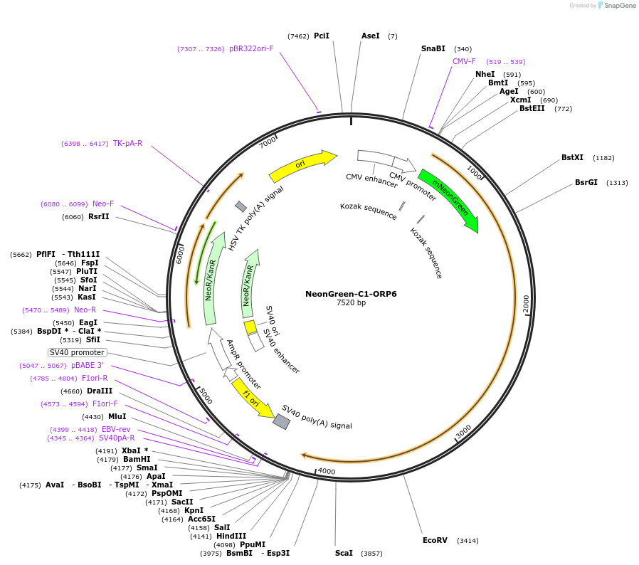 220072-plasmid-map-sequence-id-434118