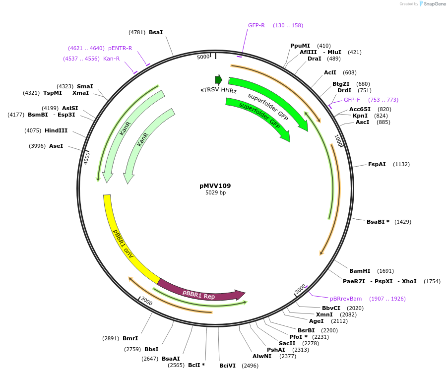 215339-plasmid-map-sequence-id-434119