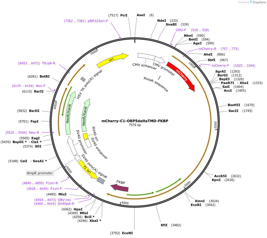 220073-plasmid-map-sequence-id-434120