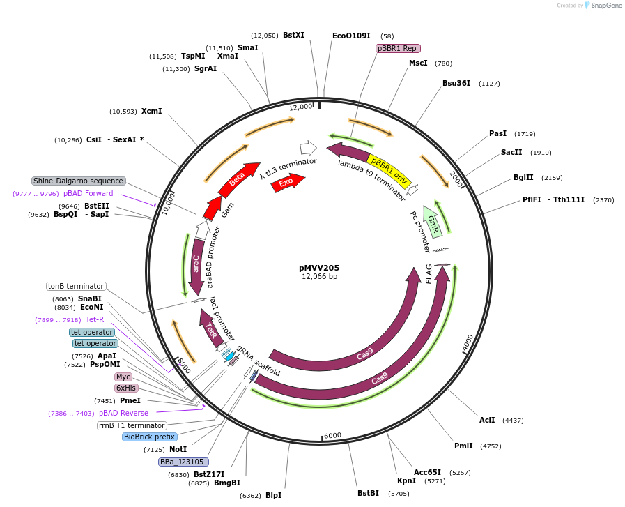 215342-plasmid-map-sequence-id-434126