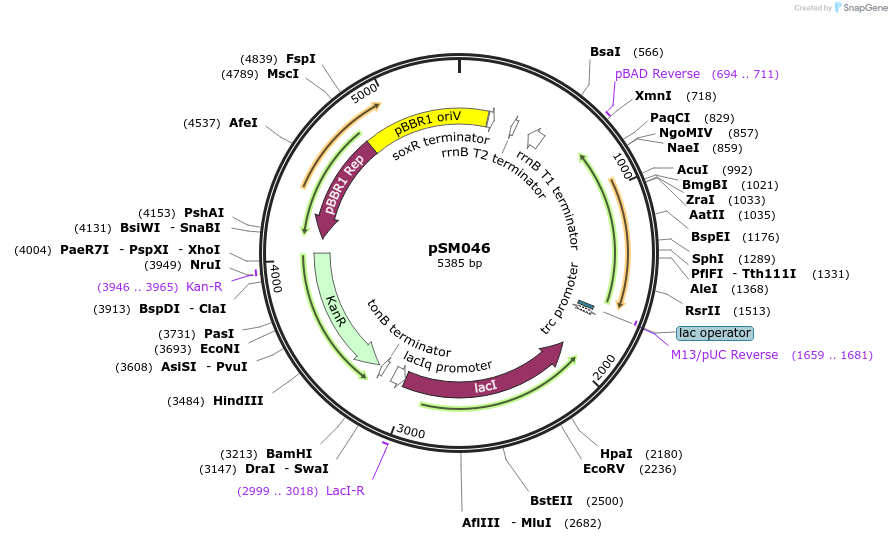 217400-plasmid-map-sequence-id-434131