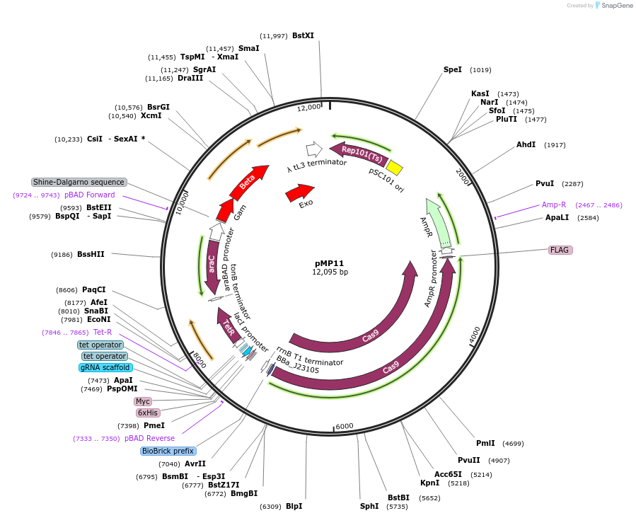 215559-plasmid-map-sequence-id-434132