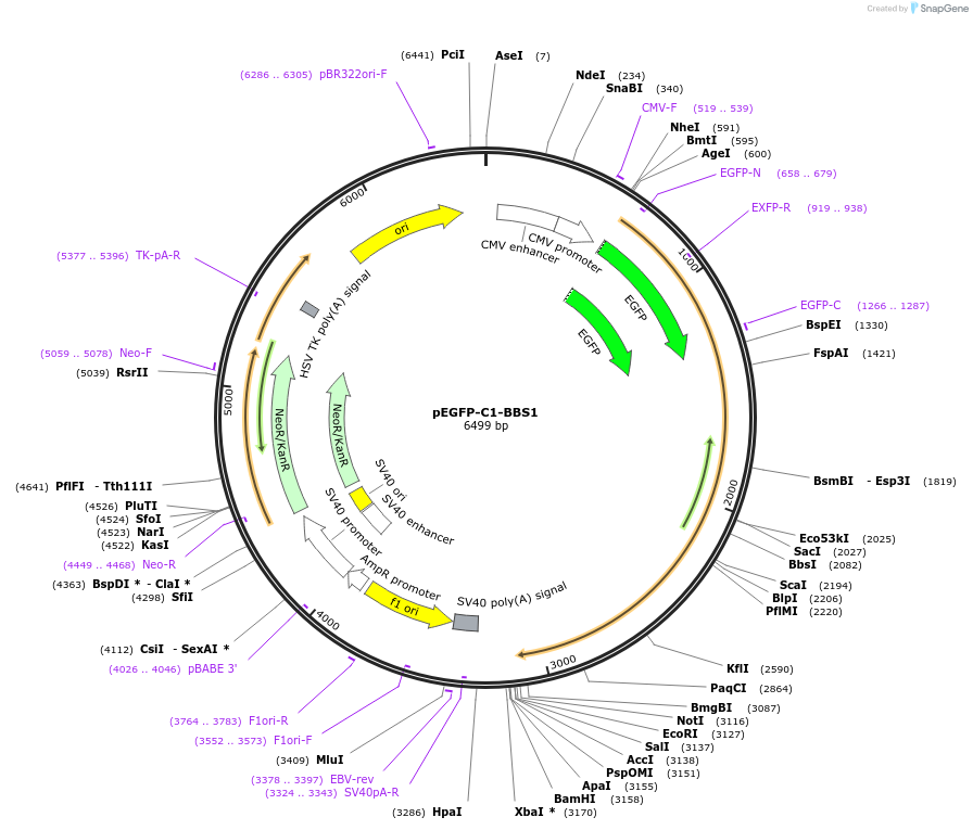 218711-plasmid-map-sequence-id-434142
