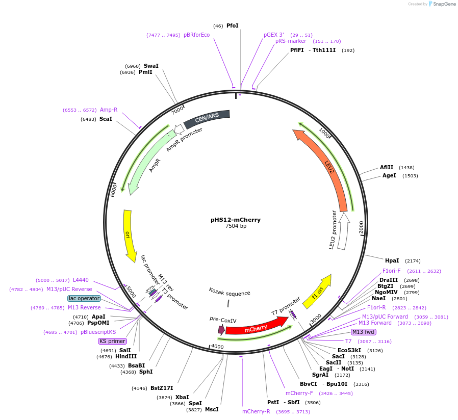 25444-plasmid-map-sequence-id-43419