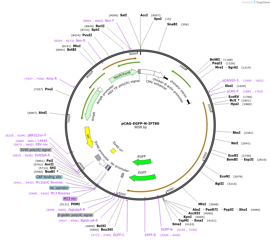 218731-plasmid-map-sequence-id-434218