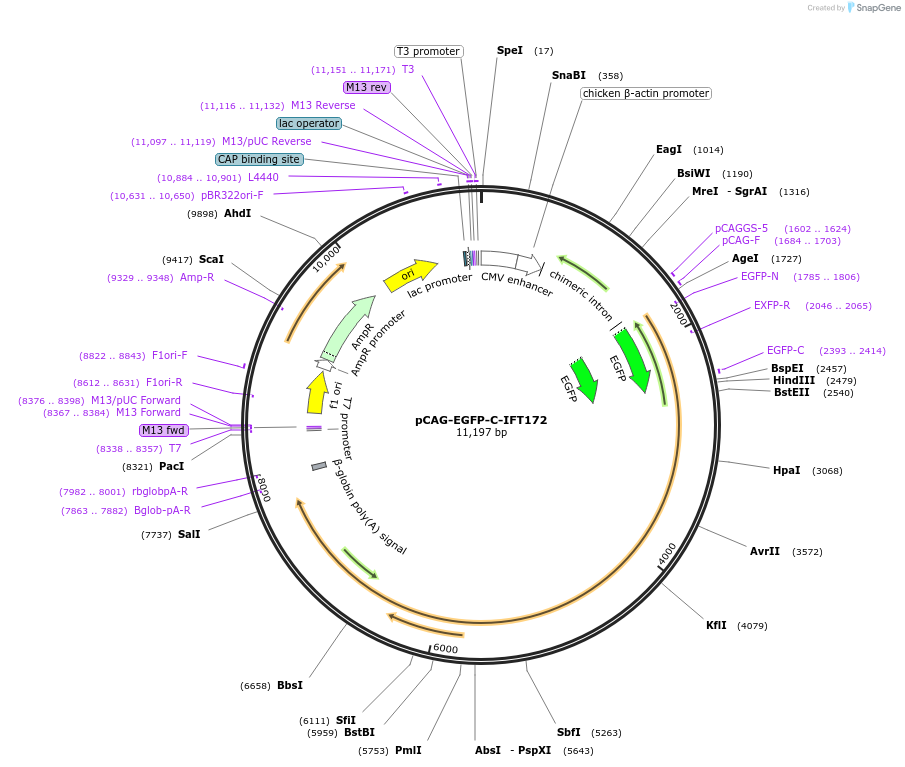 218734-plasmid-map-sequence-id-434222