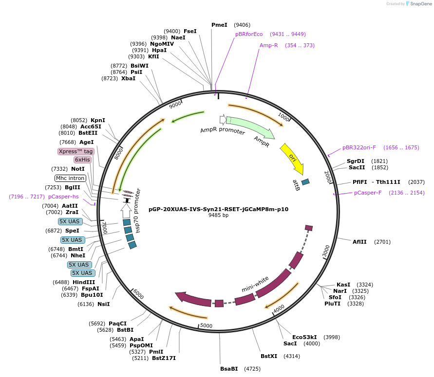 218862-plasmid-map-sequence-id-434223