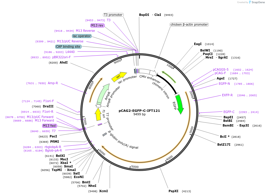 218736-plasmid-map-sequence-id-434225