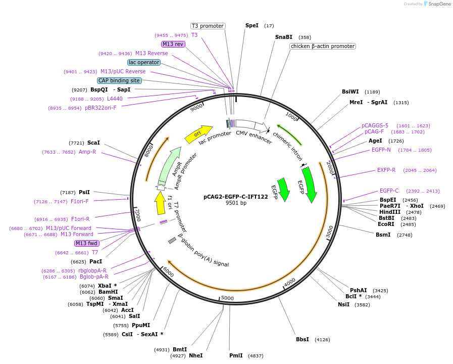 218737-plasmid-map-sequence-id-434227