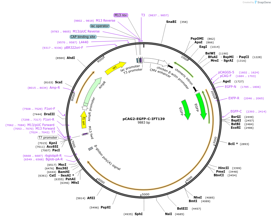 218738-plasmid-map-sequence-id-434231