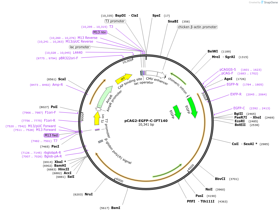 218739-plasmid-map-sequence-id-434233