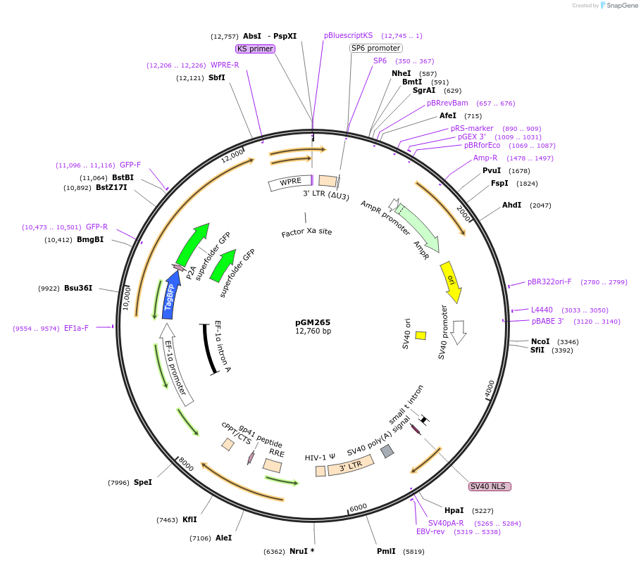 220179-plasmid-map-sequence-id-434237