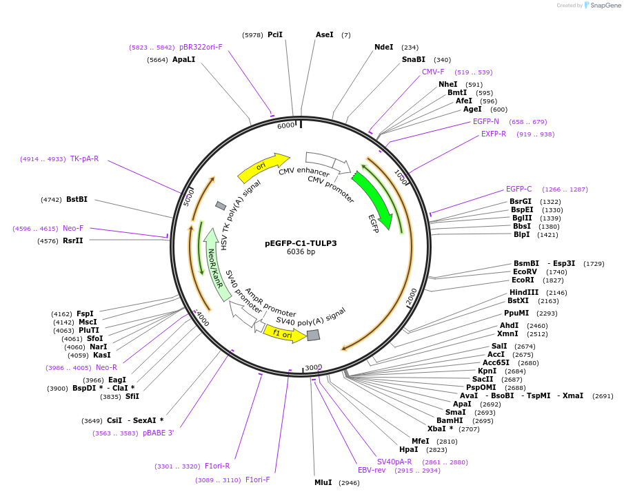 218741-plasmid-map-sequence-id-434240
