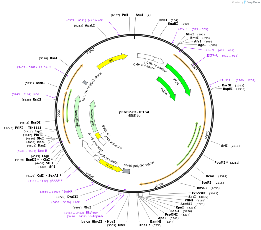 218726-plasmid-map-sequence-id-434242