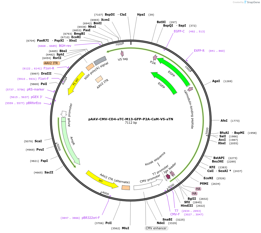 219781-plasmid-map-sequence-id-434245