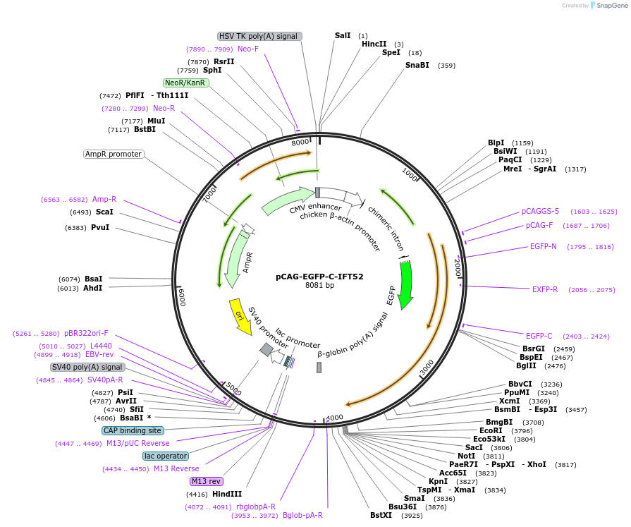 218725-plasmid-map-sequence-id-434251