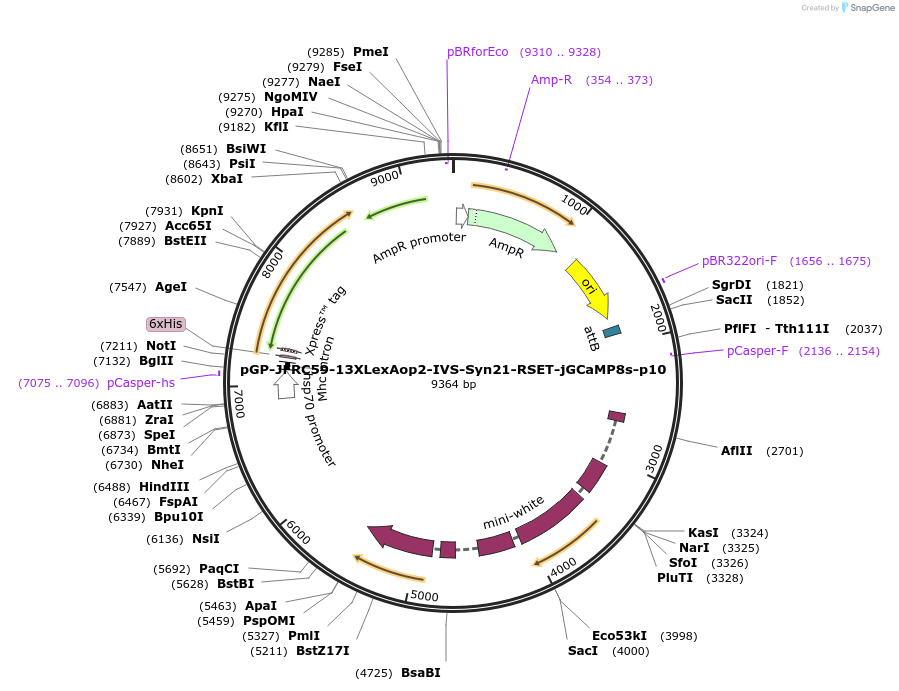 218865-plasmid-map-sequence-id-434255