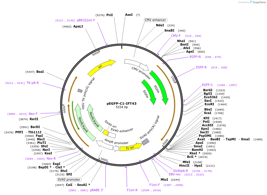 218735-plasmid-map-sequence-id-434272