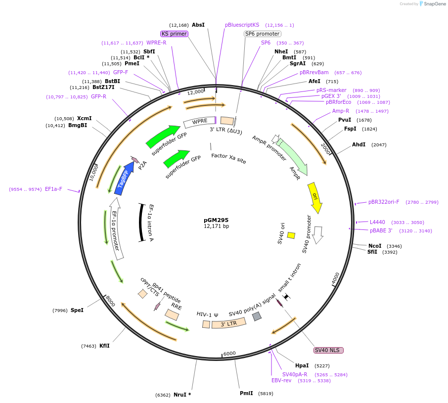 220183-plasmid-map-sequence-id-434277