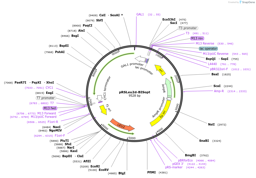 35524-plasmid-map-sequence-id-43428