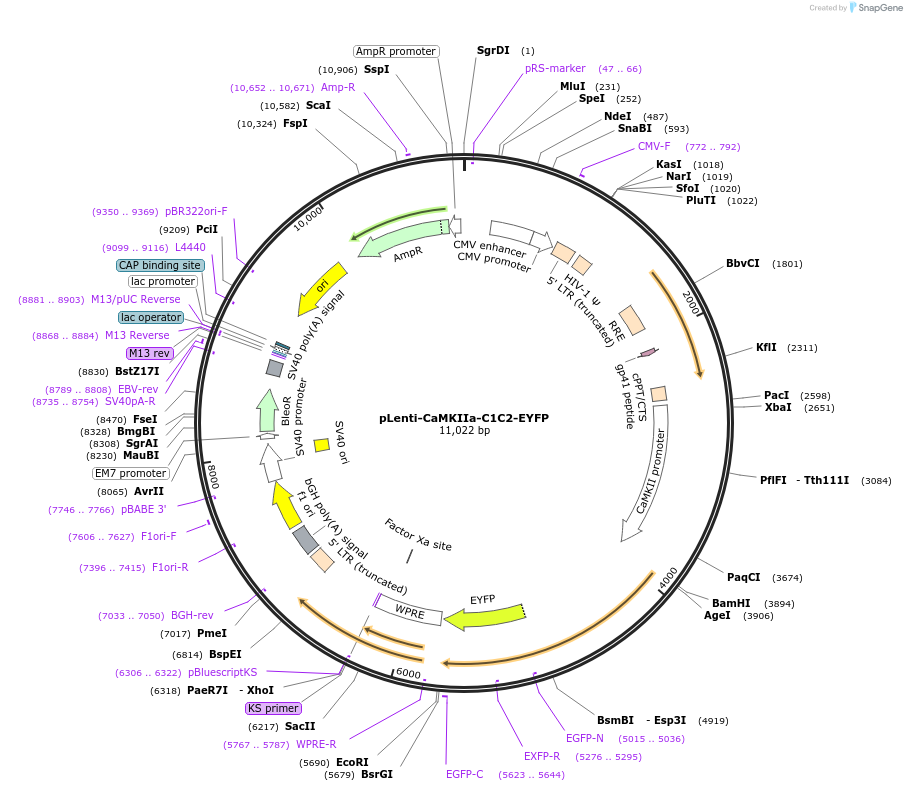 35519-plasmid-map-sequence-id-43429