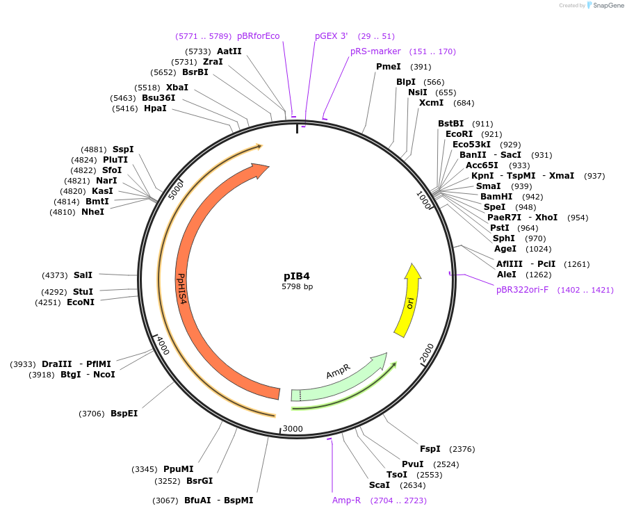 25453-plasmid-map-sequence-id-43430
