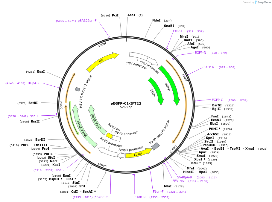218720-plasmid-map-sequence-id-434306