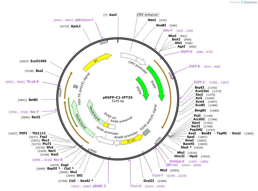 218721-plasmid-map-sequence-id-434308