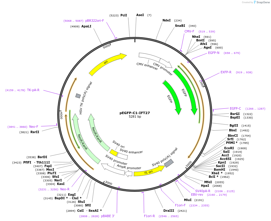 218722-plasmid-map-sequence-id-434310