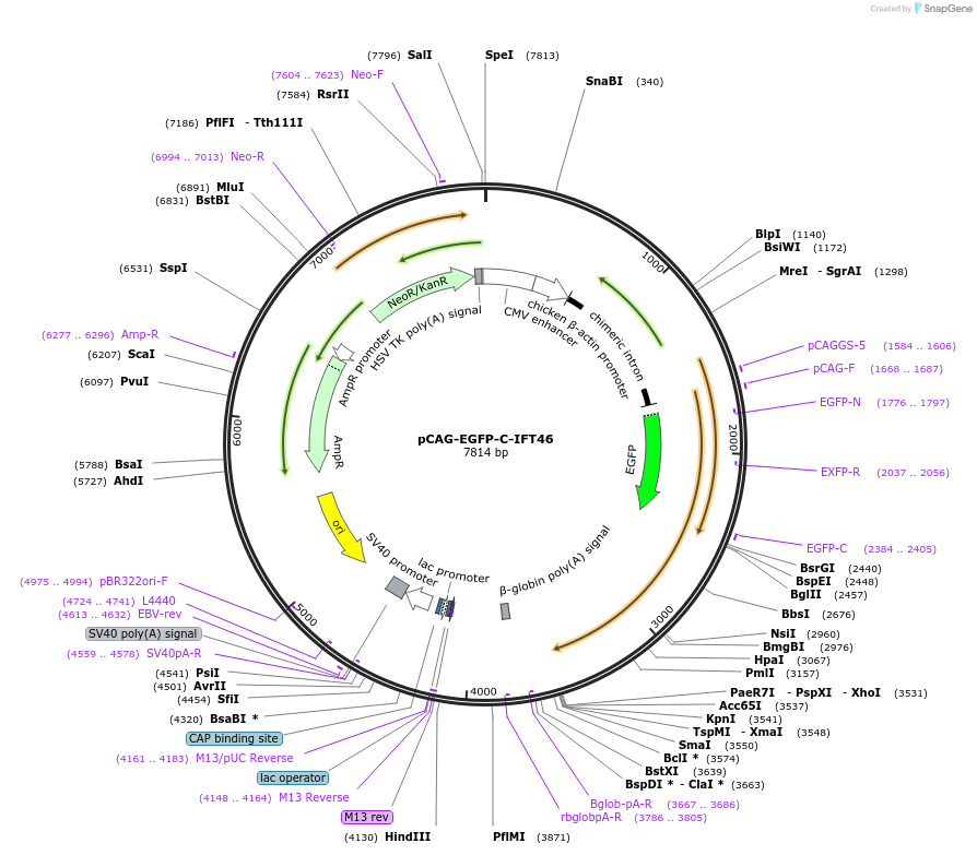 218724-plasmid-map-sequence-id-434318