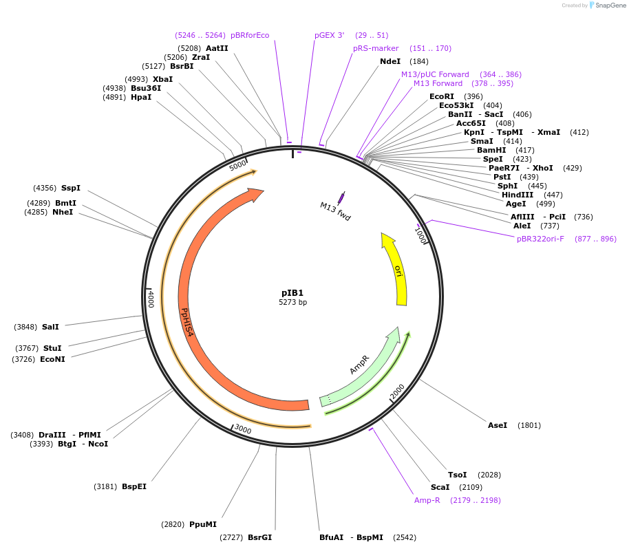 25450-plasmid-map-sequence-id-43433