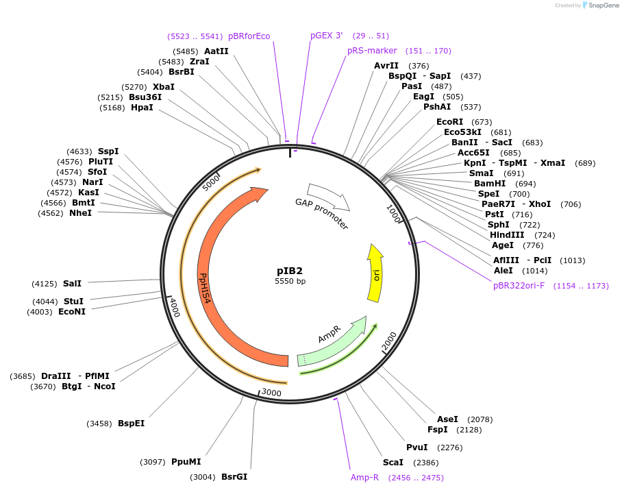25451-plasmid-map-sequence-id-43434