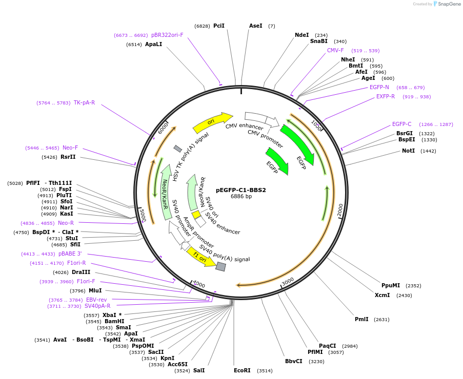 218712-plasmid-map-sequence-id-434341