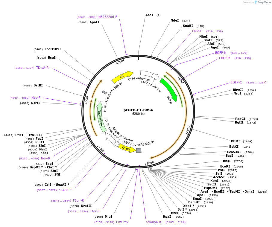 218713-plasmid-map-sequence-id-434345