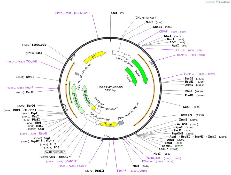 218714-plasmid-map-sequence-id-434346