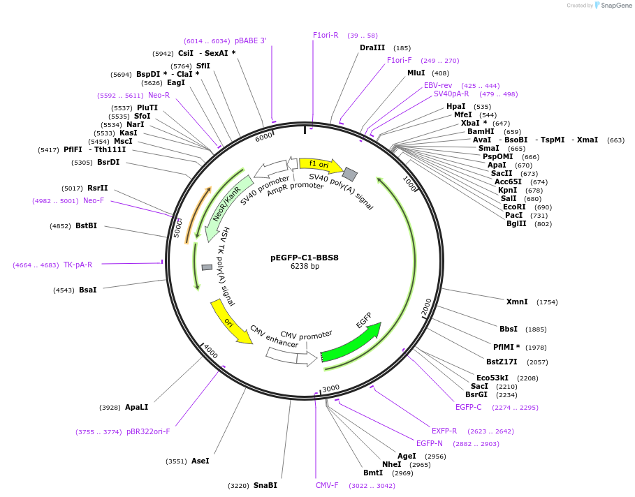 218716-plasmid-map-sequence-id-434348
