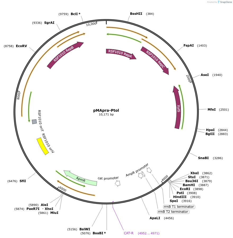 218359-plasmid-map-sequence-id-434349