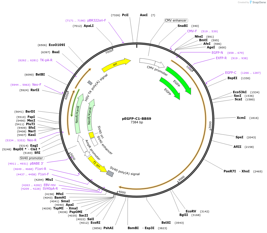 218717-plasmid-map-sequence-id-434351