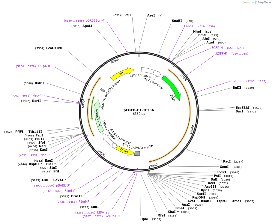 218727-plasmid-map-sequence-id-434353